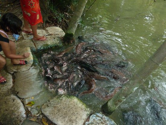 Welse, Welse, Welse....