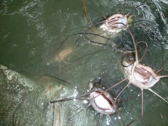 ...und noch mal Welse...