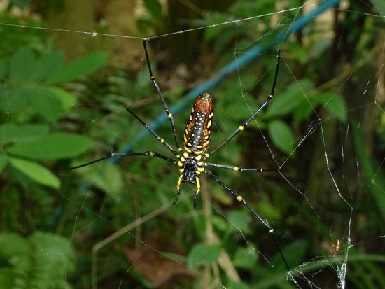...die wollte Micha eigentlich fuers Buero mitnehmen, ich glaube, er hat sie extra fuer Lydi eingepackt....