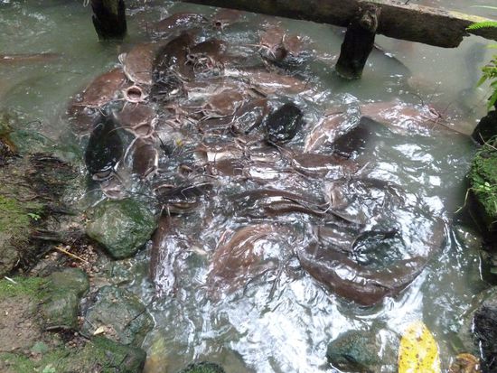 ach ja, hier noch mal Welse....