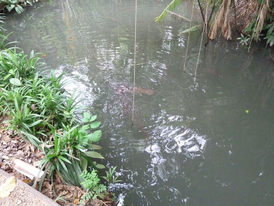 na???? was ist das??? WELSE!!!!!!