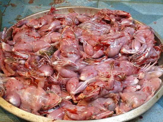 Froesche-ohne-Anzug-Abteilung