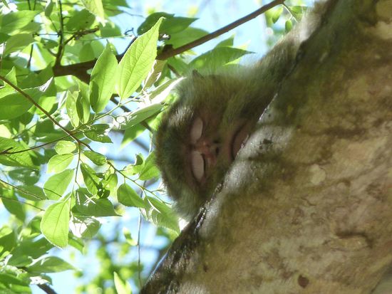 mueder Affe...zum totlachen...