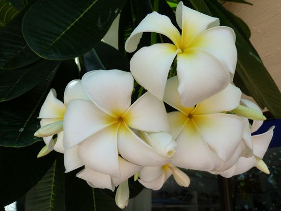 tolles Bluemchen, nicht wahr?