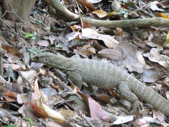Bewohner vom Taman Negara (ziemlich klein, etwa einen Meter lang...)