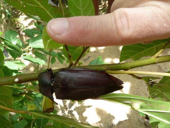 Karl der Kaefer lebt auch in Thailand....