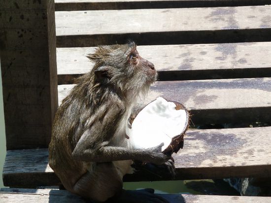 Der Taucher, sieht er nicht herzlich aus???