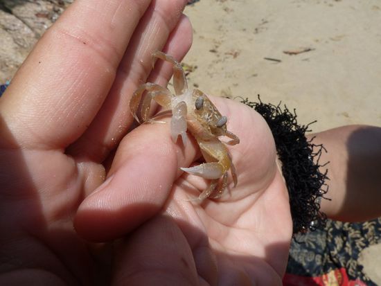 Kleiner Krebs am Strand...Jule muss auch alles anfassen...