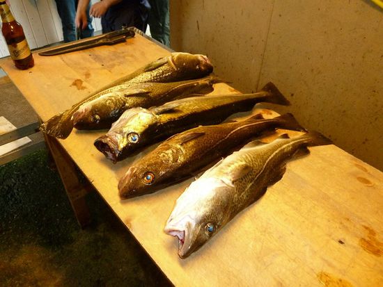 Einige Dorsche und Pollack