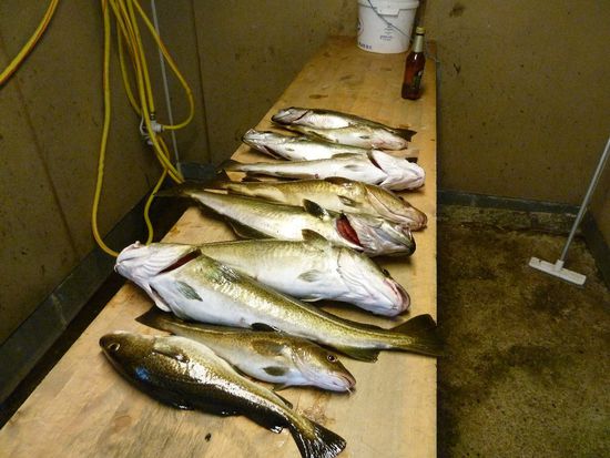 Dorsch, Pollack und Köhler