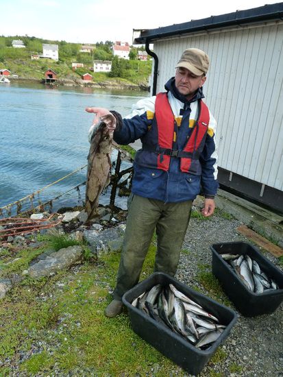 Hardy mit gutem Pollack