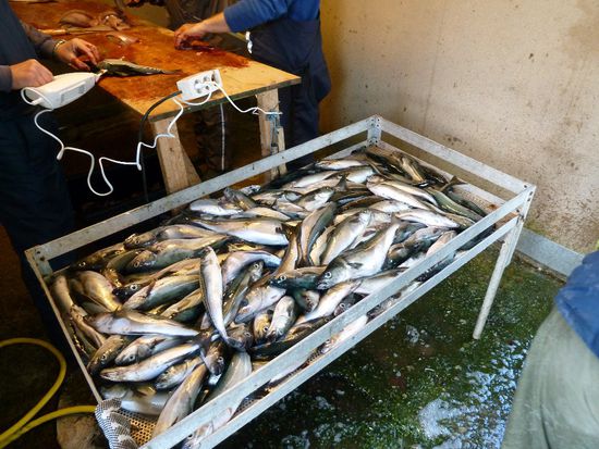 Ein guter Fang. Captain-Iglo-Express....