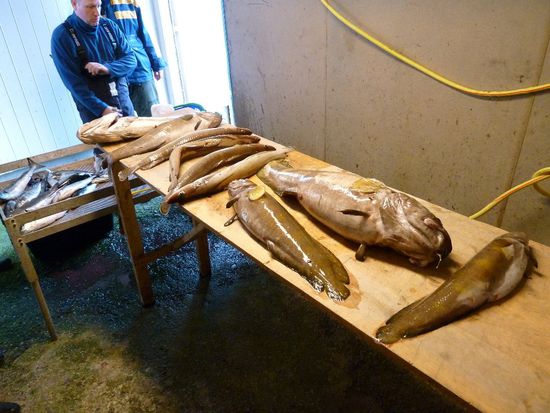 Einige Lumpen und ein paar Leng