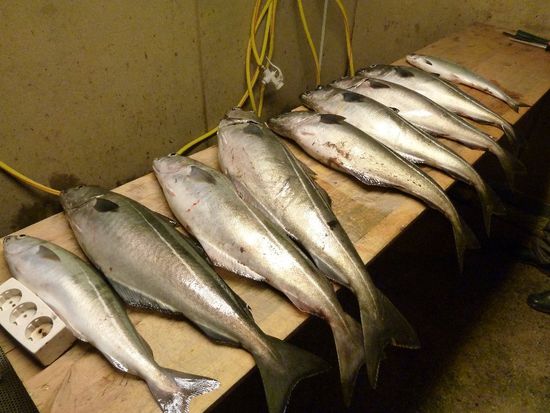 Gute Seelachse (Köhler)