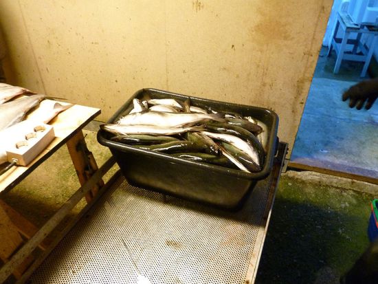 Ein Estrichfass voll Fisch, bitte