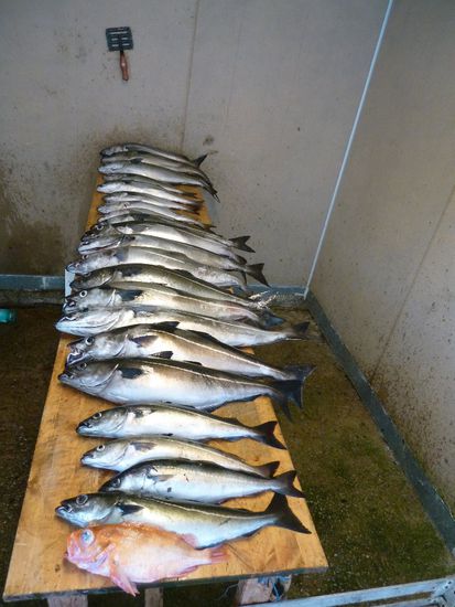 Kleiner Rotbarsch und gute Köhler