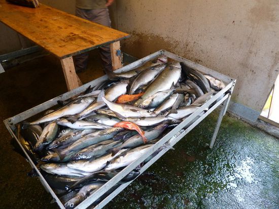 Da hatten sich schon wieder ein paar "Goldstücke" eingeschlichen...