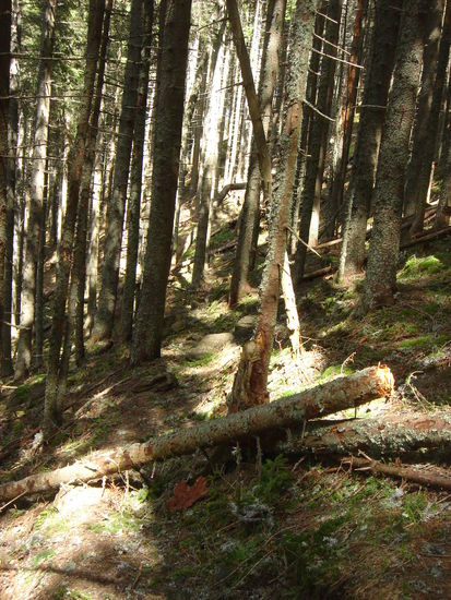 Hürdenlauf im Wald