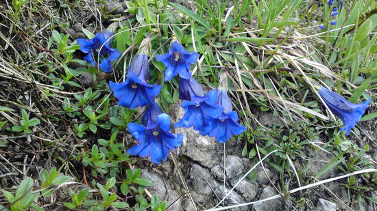 Da wo der Enzian blüht...!!!