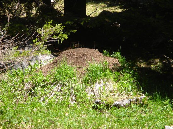 Diese "Ameisentowers" findet man immer wieder!