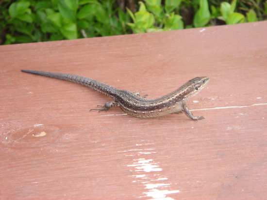 So a netter Kerl - der hat sich ein Bankerl mit mir geteilt!