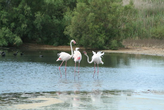 pinke Flattermänner 