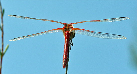 Libelle