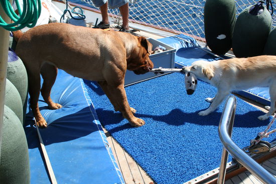 Amy  und Kira beim spielen