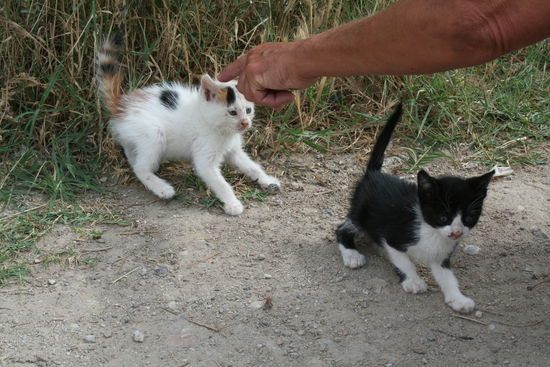 Kittens in Kilada