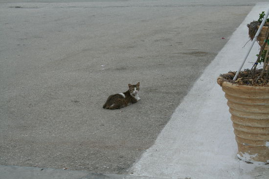 Cats of Kilada