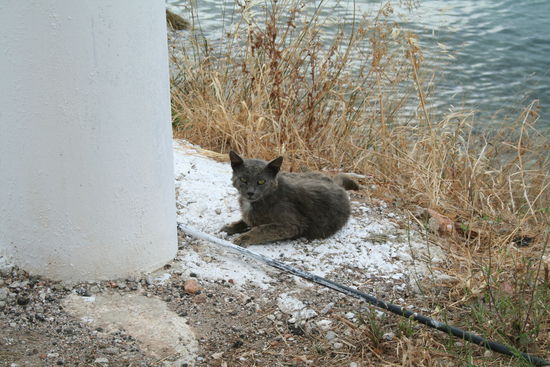 Cats of Kilada