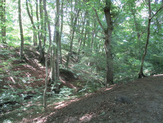 Es geht in das Tunneltal, einen urwüchsigen Wald