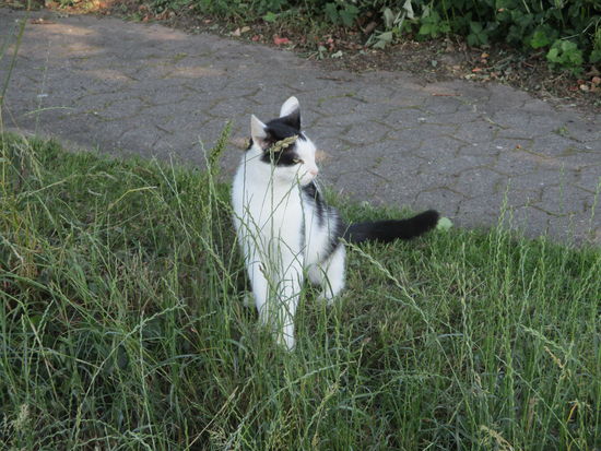 Er sass auf der Strasse und wartete auf mich
