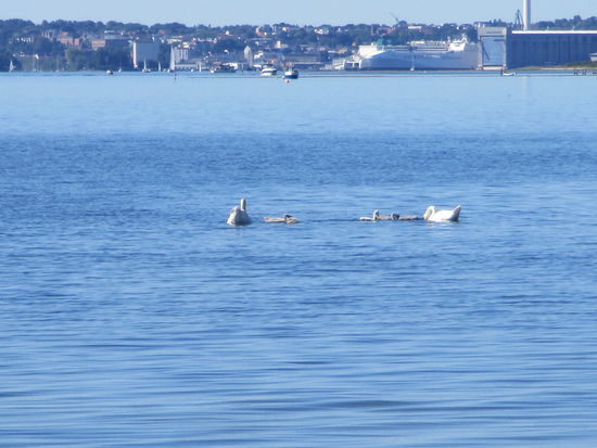 Flensburg ist aber noch immer in Sichtweite