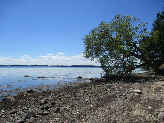 Am Strand hinter Busholm, wo der Weg wieder kurz aufs Ufer trifft