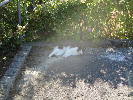 Einwohner von Horuphav