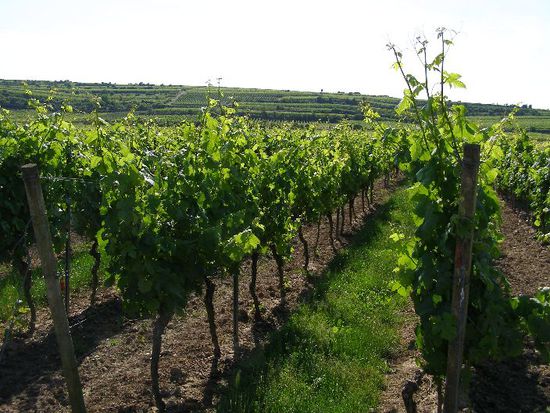 Weinberge in der Nähe vom Rhein