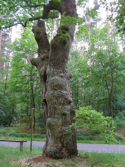 Wie alt dieser Baum wohl ist?