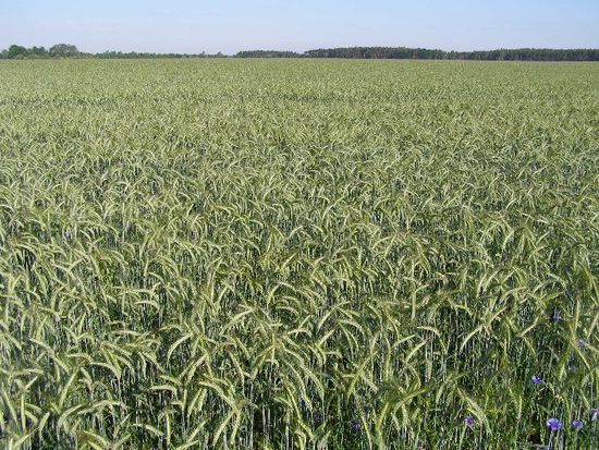 endlose Getreidefelder