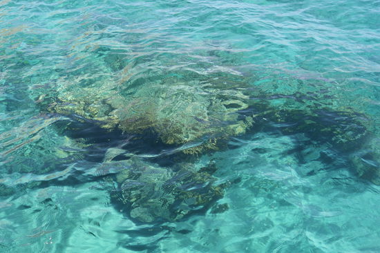 Hier gibt es im Wasser etwas zu entdecken