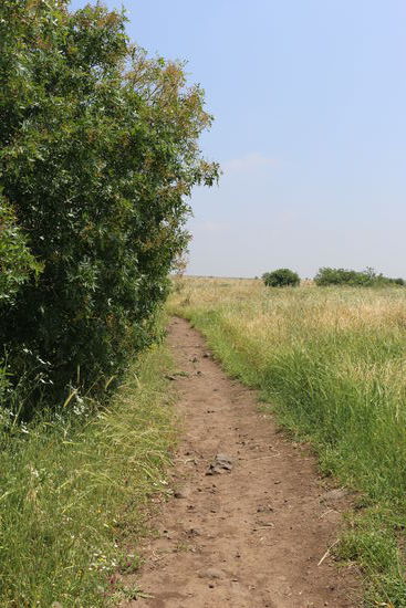 Spazierweg im Gamla Reserve Park