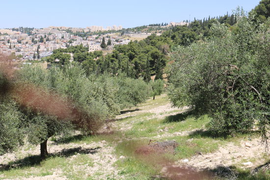 Der Weg auf den Ölberg