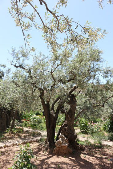Garten Gethsemane