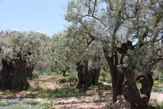 Garten Gethsemane