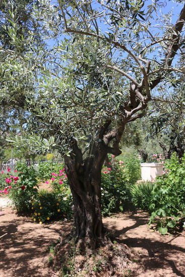 Garten Gethsemane