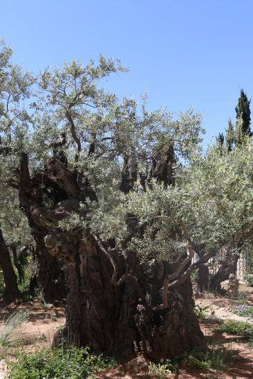 Garten Gethsemane