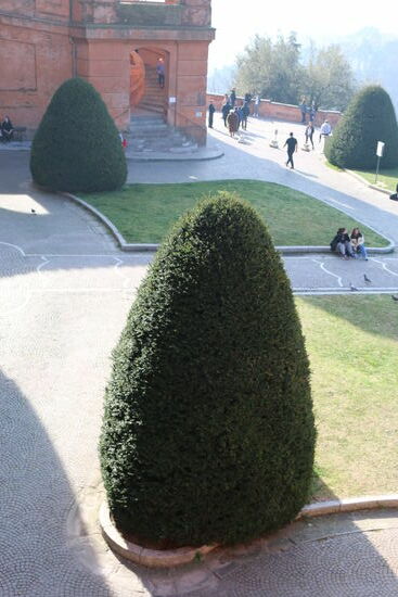 Meine Tochter nannte dies eine "Ei-Pflanze" 