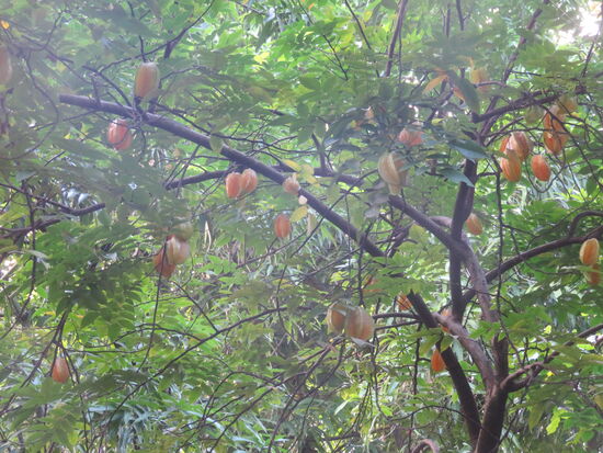 So wachsen die Starfruits