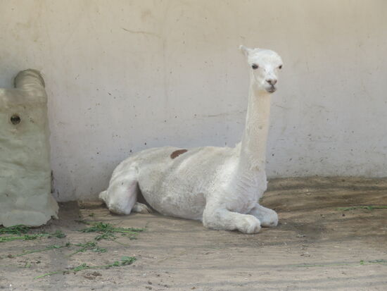 Zoo in Huachipa