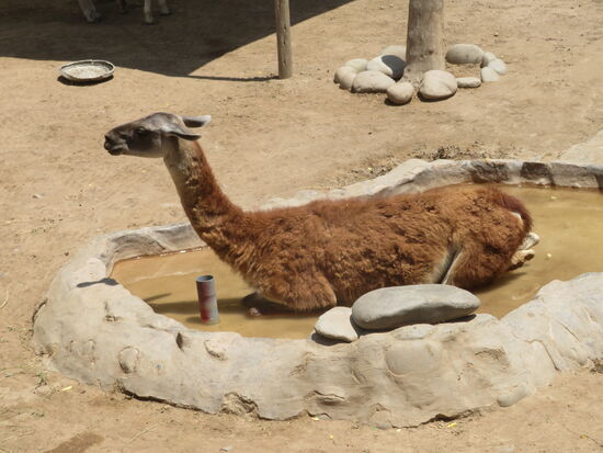 Zoo in Huachipa
